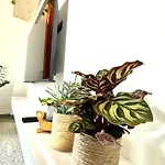 Roses' Apartment