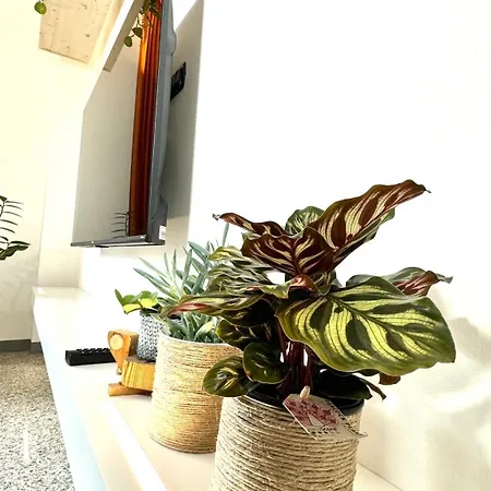 Roses' Apartment